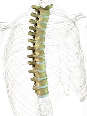 Грудной отдел позвоночника