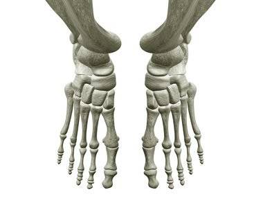 скелет стопы человека