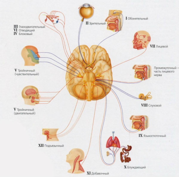 Схема всех 12 пар черепных нервов